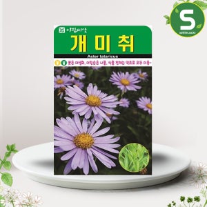 개미취씨앗 100립 개미취 꽃씨앗 꽃씨 야생화