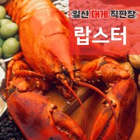 캐나다 자숙랍스터 1마리 (450-500g) 안주 홈파티 삶은가재 바닷가재