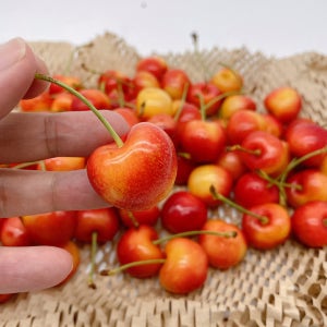 레이니어체리 빨간 레드생체리 500g ~