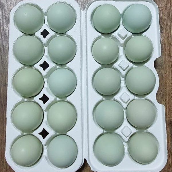 청란 난각번호1번 산지직송 자연방목청란 청계란 유정란 [20란 30란 40란 60란] 식용란