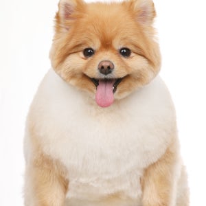 반려동물사진촬영