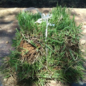 한국잔디 중지 30cm x 30cm 200장 이상 천연잔디