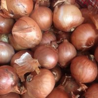 샬롯 1KG 미니양파 보라양파 SHALLOT