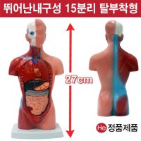 상반신모형 15분리 27cm 해부모형 7001JP 인체모형 소형 사람인체구조 아나토미 위모형 간모형 뇌모형 두개골 척추 인대 근육모형 인체해부도 척골 요골 전신모형 동인형 경혈인형