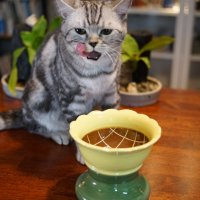 고양이식기 고양이 밥그릇 (해바라기)