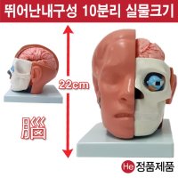 뇌모형 머리뇌10분리 22cm 1002JP 인체모형 사람인체구조 아나토미 뇌구조 대뇌 위모형 간모형 뇌모형 두개골 척추 인대 근육모형 인체해부도 뇌혈관 전신모형 동인형 뇌해부