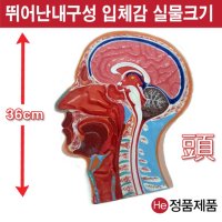 머리단면모형 코단면 36cm 2002JP 인체모형 사람인체구조 아나토미 뇌구조 대뇌 위모형 간모형 뇌모형 두개골 척추 인대 근육모형 인체해부도 뇌혈관 전신모형 동인형 뇌해부