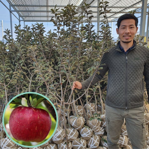 사과나무묘목 4년생 결실주 부사
