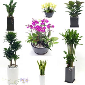 승진 축하난 확장 이전 개업화분 꽃배달 공기청정화분 전국