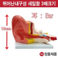 HE 귀모형 3배확대모형 9002JP 인체모형 사람인체구조 아나토미 뇌구조 대뇌 위모형 간모형 뇌모형 두개골 척추 인대 근육모형 인체해부도 뇌혈관 전신모형 동인형 뇌해부