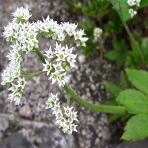 돌단풍 봄꽃 야생화 모종 조경용 3치 포트묘 20개