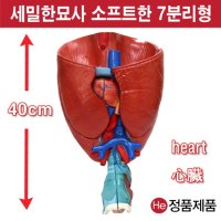 심장폐후두모형 2배확대 해부모형 1003JP 인체모형 사람인체구조 아나토미 뇌구조 대뇌 위모형 간모형 뇌모형 두개골 척추 인대 근육모형 인체해부도 뇌혈관 전신모형 동인형 뇌해부