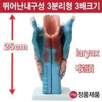 HE 후두모형 3분리확대 해부모형 2003JP 인체모형 사람인체구조 아나토미 뇌구조 대뇌 위모형 간모형 뇌모형 두개골 척추 인대 근육모형 인체해부도 뇌혈관 전신모형 동인형 뇌해부