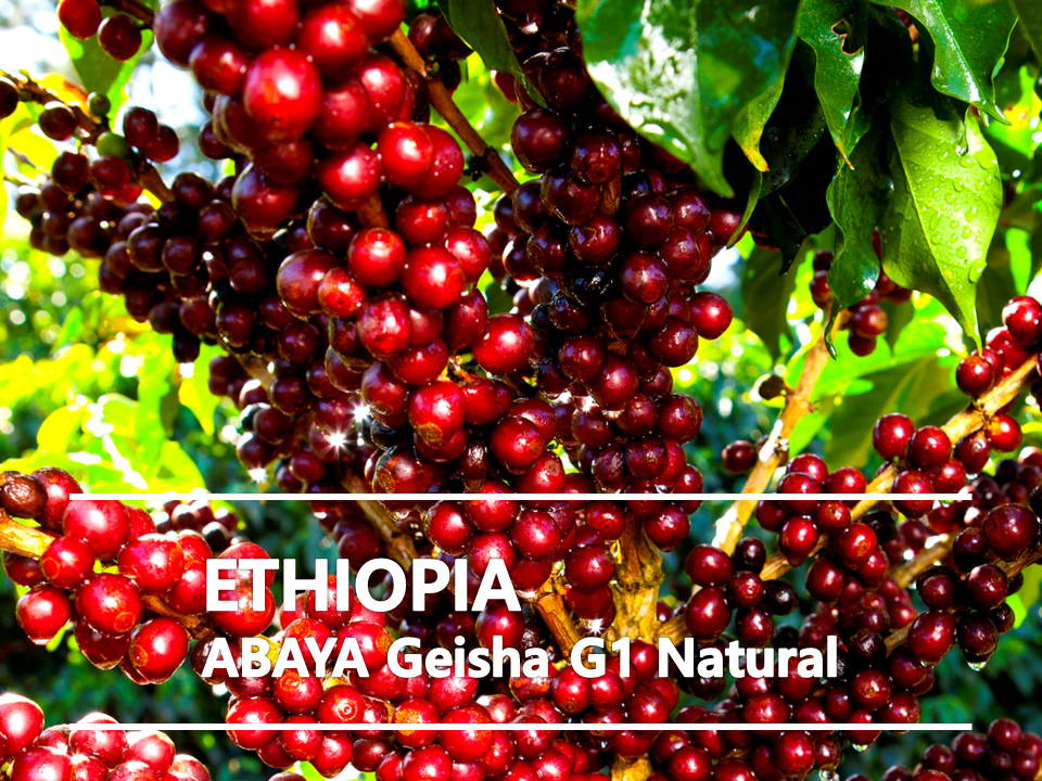 [커피생두] 에티오피아 아바야 게이샤 <b>내추럴</b> G1-1kg [에티오피아 생두]