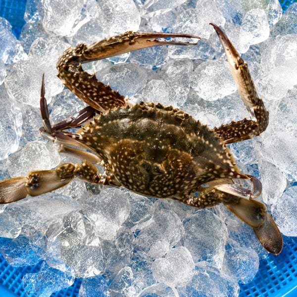 제철 꽃게 1kg 가을 봄 산지직송 숫꽃게 암꽃게