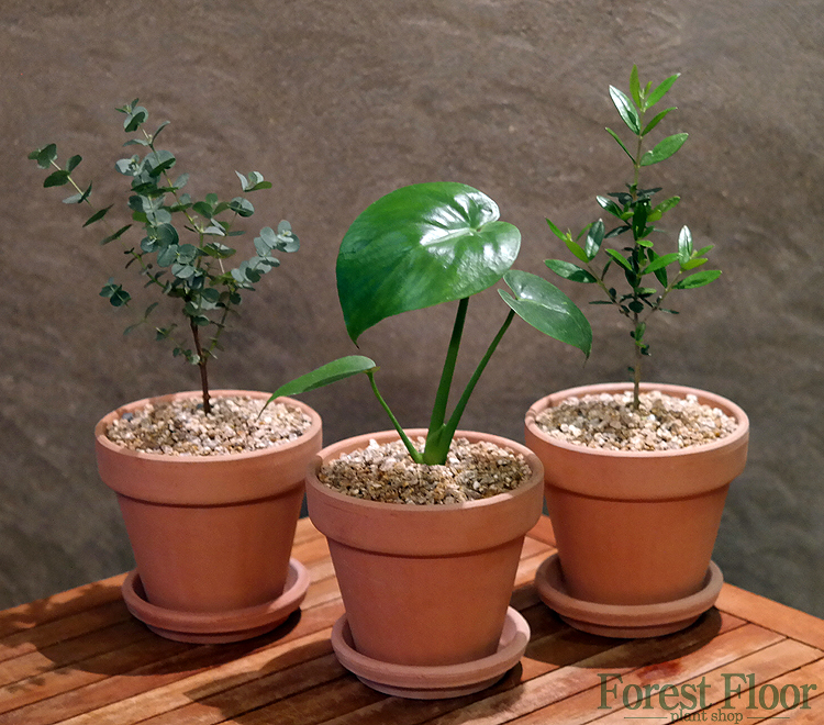 유칼립투스 몬스테라 올리브 나무 이태리토분