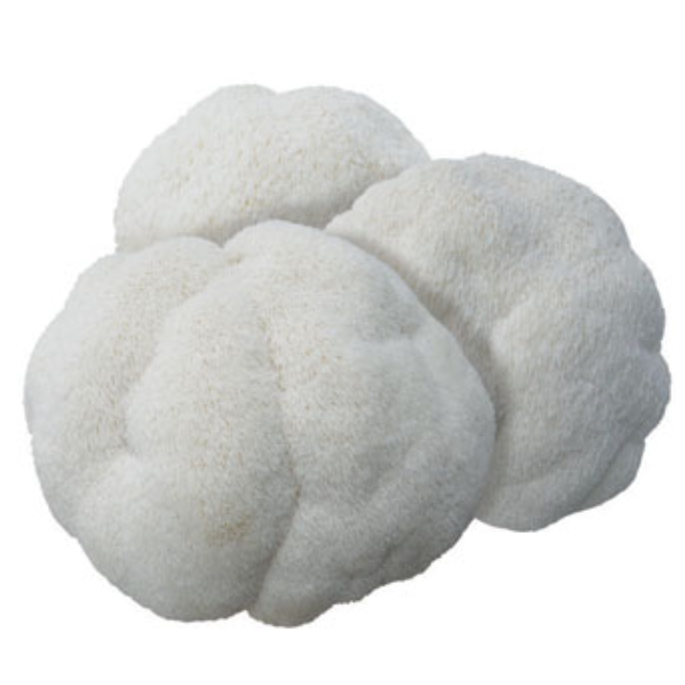 무농약 <b>노루궁뎅이버섯</b> 300g / 2팩 4송이 한번 사용하기 딱 좋아/착한농부들