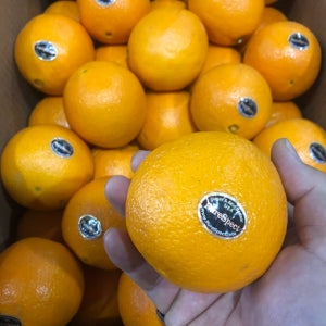 고당도 오렌지 44과 8kg