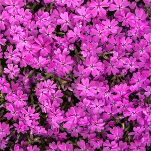 홍설 꽃잔디 모종 3치 포트묘 봄 야생화