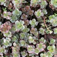 단풍세덤 포트 야생화 꽃모종 지선원야생화 sedum spurium