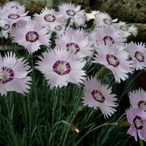 왕 패랭이꽃(상록 사계) 노지월동 야생화 모종 10포트 이상