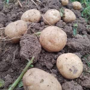 직접재배한 햇감자(수미감자) 왕특,특,대,중 5kg