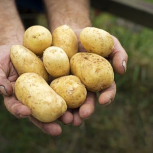 26년수확 맛있는 수미 햇감자 반찬용 찜용 간식 2kg 3kg 5kg 10kg