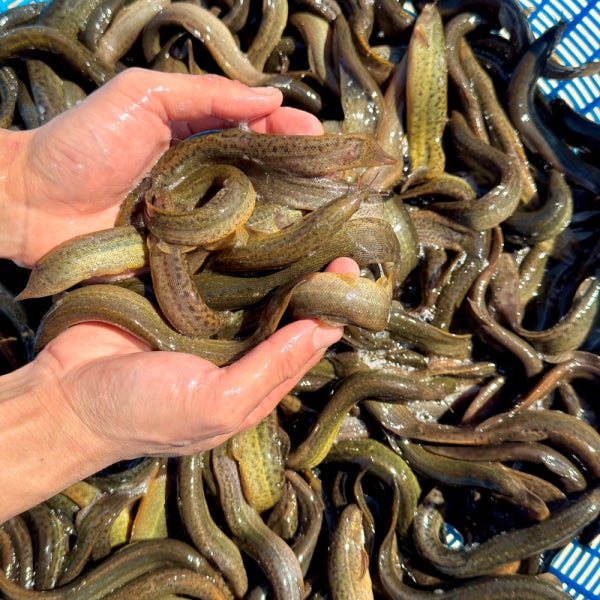 국내산 미꾸라지 1kg 살아있는 생물 해감 미꾸라지 추어탕용