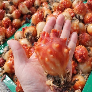 통영 산지직송 활 멍게 제철 자연산 멍게