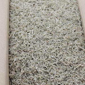 동해청정 국내산 상급 지리멸치 1.5kg 잔멸치 볶음용 아기 멸치 세멸치