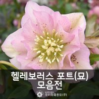 헬레보러스 헬레보루스 포트 (묘) 모음전