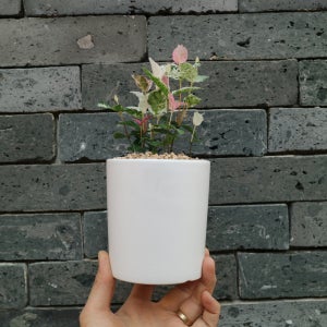 핑크빛 로맨틱 오설 마삭줄 - 세라믹 2color