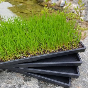 상토에 새싹보리 재배기,상토3kg,무농약 씨앗2.1kg,재배기5매