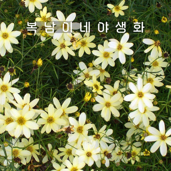문빔 [4개 복남이네야생화 모종 숙근 애기코스모스 코레옵시스 coreopsis]
