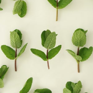 유기농 애플민트 생잎 큰 잎 모히또용 100g