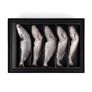 민어굴비(감동형) 1.6-2kg 5마리