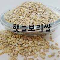 햇보리쌀/2023년산햇보리/햇늘보리쌀/늘보리/보리쌀 10kg