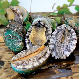 완도 전복 10-11미 1kg, 산지직송, 청산도전복, 횟감용, 버터구이용