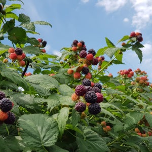 2025년 햇 토종 복분자 생과 10kg 열매 / 급냉 / 생산자직접판매