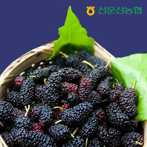 고창 선운산농협 오디 생과 5kg, 1개