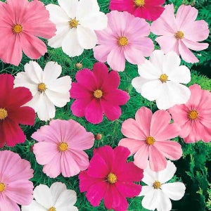 코스모스 씨앗 (종자)- 슈퍼 비키 믹스 (50개입)