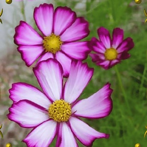 코스모스 씨앗 (종자)- 피코티 (100개입)