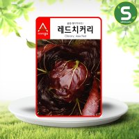 치커리씨앗 1500립 레드치커리 쌈용 적치커리씨앗