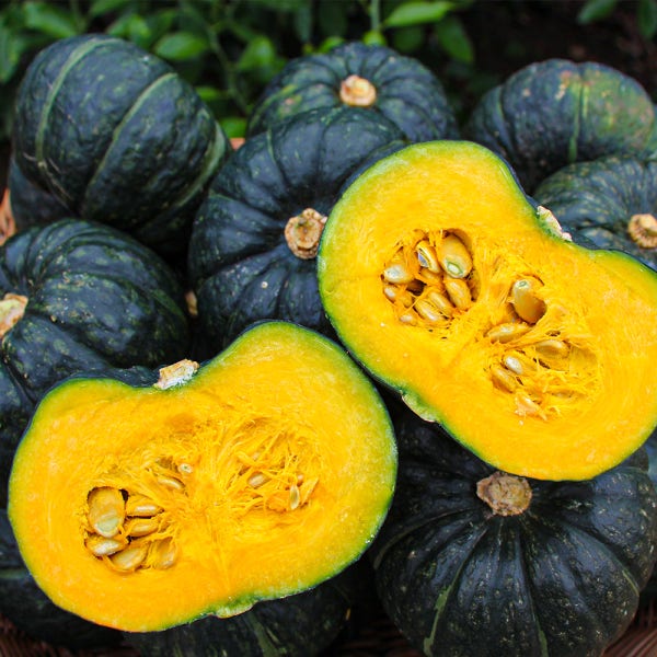 천하일품 단호박 100% 제주 미니 밤호박 숙성 보우짱 제철
