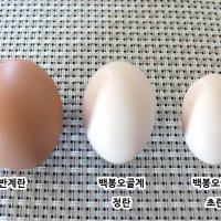 백봉오골계 초란 10알