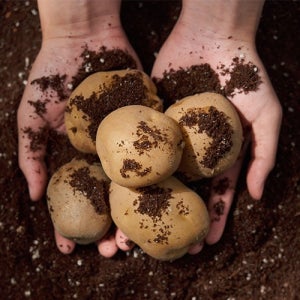 하우스 수미감자 3kg 해나미 포슬포슬 담백한 햇감자 다양한 요리 활용