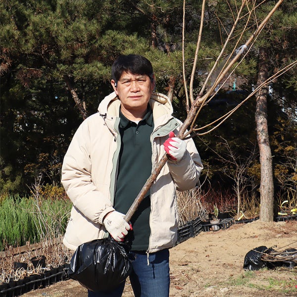 자두나무 묘목 결실주 3년생 추희 자두가장큰 가을 추희
