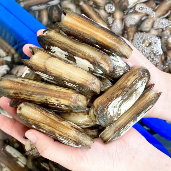 (서해바다수산) 서해안 청정 갯벌 제철 가리맛조개 참맛조개 500g.1kg