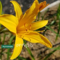 애기원추리 [4포트] (복남이네야생화 여름 야생화 모종 옐로우 백합 나리 원추리 붓꽃 iris 아이리스 lily 릴리 hemerocalli minor 노란꽃)