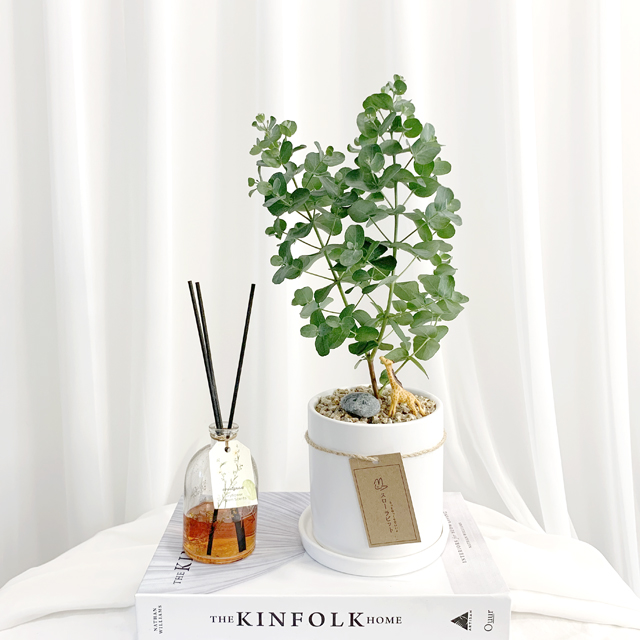 은은한 향이 솔솔 비염에 좋은 유칼립투스